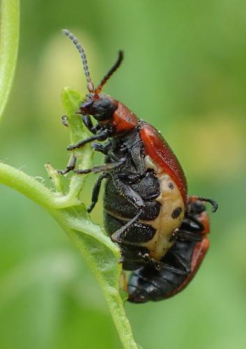 Emarhopa rufa